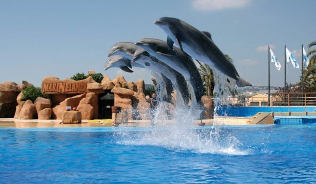 Dolphin Water Park C