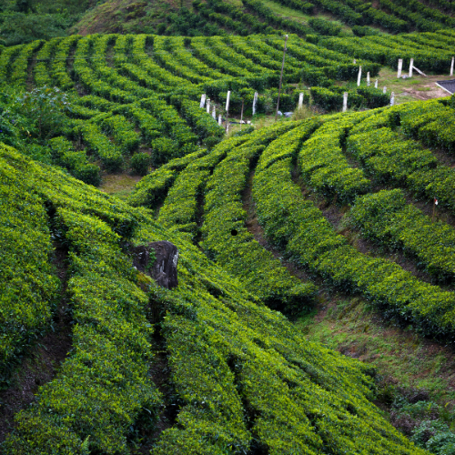 Summer in Kerala
